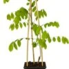 Blauwe Regen (Wisteria Sinensis 'Prolific') D 16 H 75 Cm -Talen Tools Winkel 8714339265734 1 1