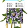 Passiebloem (Passiflora 'Damsel's Delight') D 17 H 75 Cm 1 Passiebloem (Passiflora 'Damsel's Delight') D 17 H 75 Cm -Talen Tools Winkel 8714339269633
