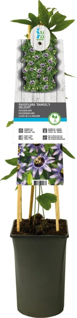 Passiebloem (Passiflora 'Damsel's Delight') D 17 H 75 Cm