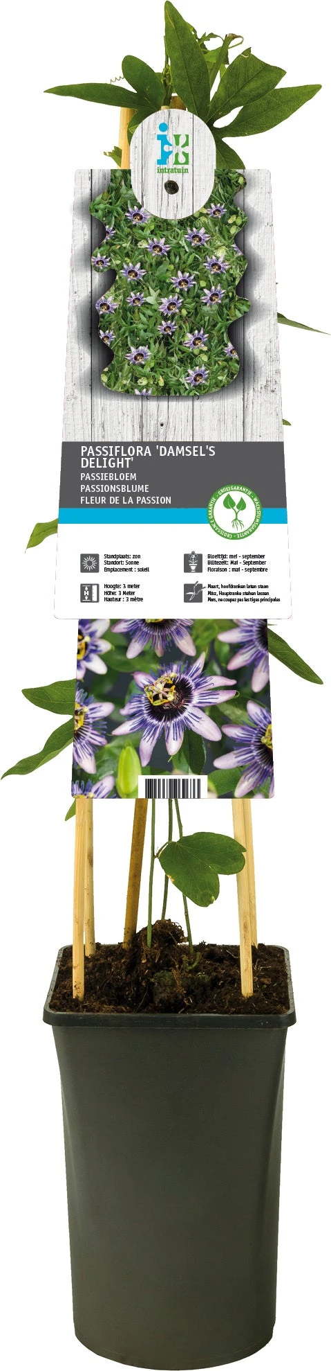 Passiebloem (Passiflora 'Damsel's Delight') D 17 H 75 Cm 3 Passiebloem (Passiflora 'Damsel's Delight') D 17 H 75 Cm