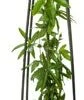 Passiebloem (Passiflora 'Snow Queen') D 17 H 75 Cm -Talen Tools Winkel 8714339269732