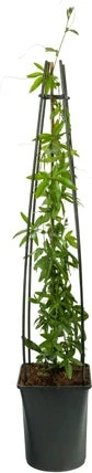 Passiebloem (Passiflora 'Snow Queen') D 17 H 75 Cm