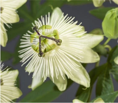 Passiebloem (Passiflora 'Snow Queen') D 17 H 75 Cm 4 Passiebloem (Passiflora 'Snow Queen') D 17 H 75 Cm - Afbeelding 2