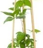 Bosrank (Clematis 'Pernille') D 16 H 75 Cm -Talen Tools Winkel 8714339271032 1