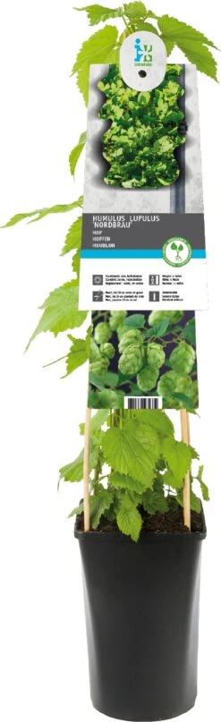 Hop (Humulus Lupulus 'Nordbrau') D 17 H 75 Cm