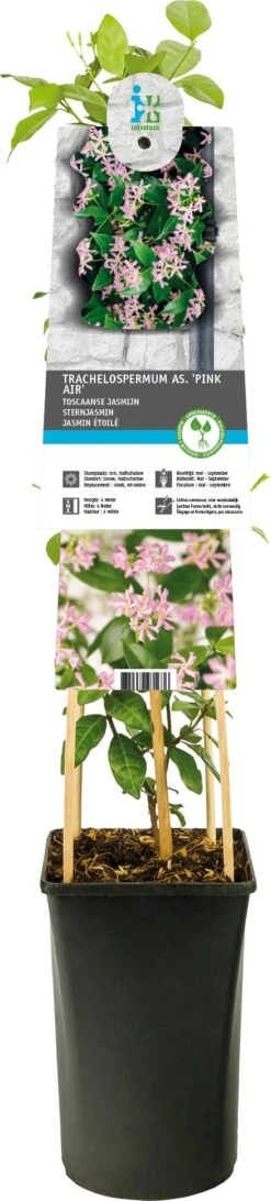 Aziatische Jasmijn (Trachelospermum Asiaticum 'Pink Air') D 17 H 75 Cm