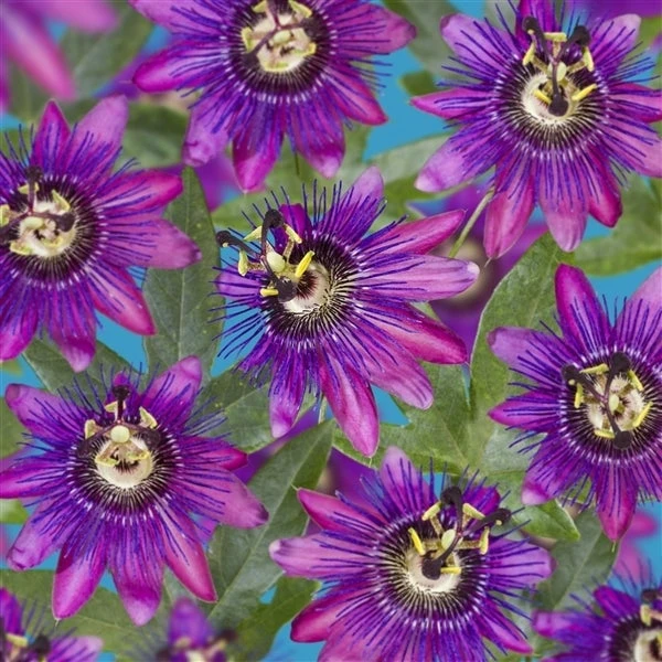 Passiebloem (Passiflora 'Beervelde') D 17 H 75 Cm 4 Passiebloem (Passiflora 'Beervelde') D 17 H 75 Cm - Afbeelding 2