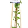 Bosrank (Clematis 'Fascination') D 17 H 75 Cm -Talen Tools Winkel 8714339274637