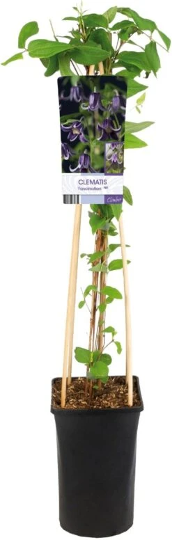 Bosrank (Clematis 'Fascination') D 17 H 75 Cm