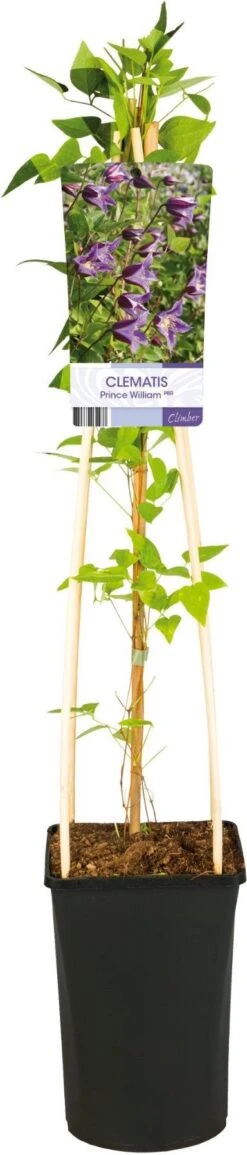 Bosrank (Clematis 'Prince William') D 17 H 75 Cm