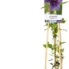 Bosrank (Clematis 'Kokonoe') D 17 H 75 Cm 1 Bosrank (Clematis 'Kokonoe') D 17 H 75 Cm -Talen Tools Winkel 8714339275733