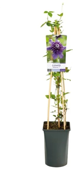 Bosrank (Clematis 'Kokonoe') D 17 H 75 Cm