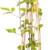 Bosrank (Clematis Vitalba 'Vitiwester') D 17 H 75 Cm -Talen Tools Winkel 8714339275832 0