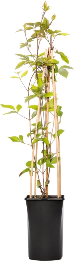 Bosrank (Clematis Vitalba 'Vitiwester') D 17 H 75 Cm