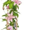 Bosrank (Clematis 'Multi Pink') D 17 H 90 Cm 2 Bosrank (Clematis 'Multi Pink') D 17 H 90 Cm -Talen Tools Winkel 8714339293782