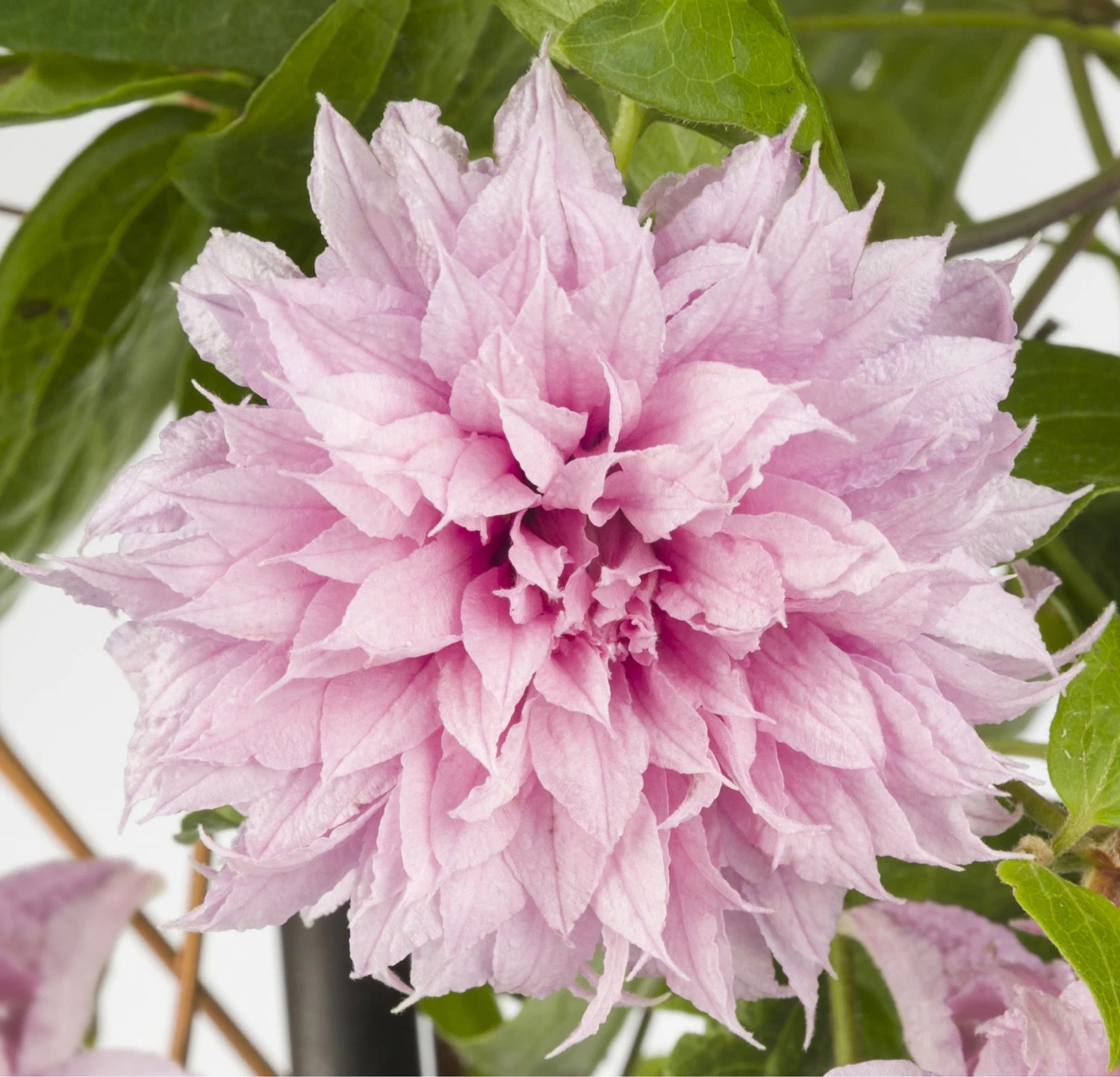 Bosrank (Clematis 'Multi Pink') D 17 H 90 Cm 4 Bosrank (Clematis 'Multi Pink') D 17 H 90 Cm - Afbeelding 2