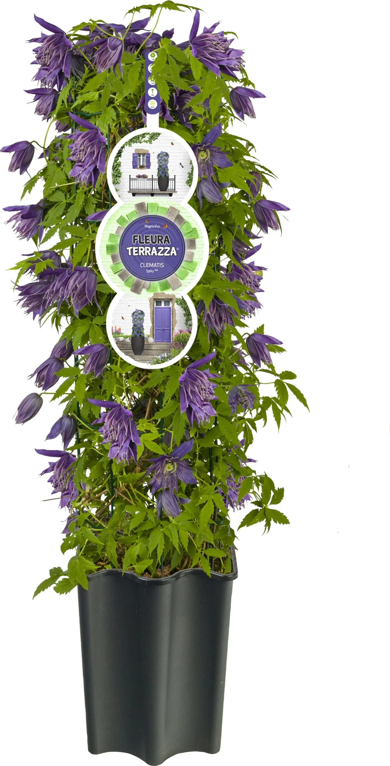 Bosrank (Clematis 'Octopus' PBR) D 19 H 60 Cm 3 Bosrank (Clematis 'Octopus' PBR) D 19 H 60 Cm