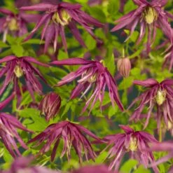 Bosrank (Clematis 'Octopus' PBR) D 19 H 60 Cm 5 Bosrank (Clematis 'Octopus' PBR) D 19 H 60 Cm -Talen Tools Winkel 8714339297346 3