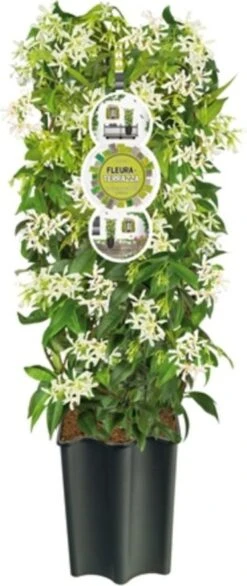 Toscaanse Jasmijn (Trachelospermum Jasminoides ) D 19 H 75 Cm