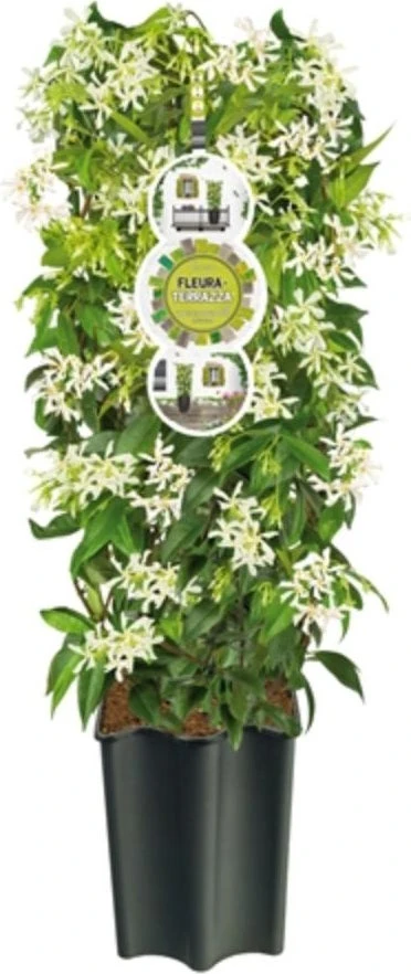 Toscaanse Jasmijn (Trachelospermum Jasminoides ) D 19 H 75 Cm 3 Toscaanse Jasmijn (Trachelospermum Jasminoides ) D 19 H 75 Cm