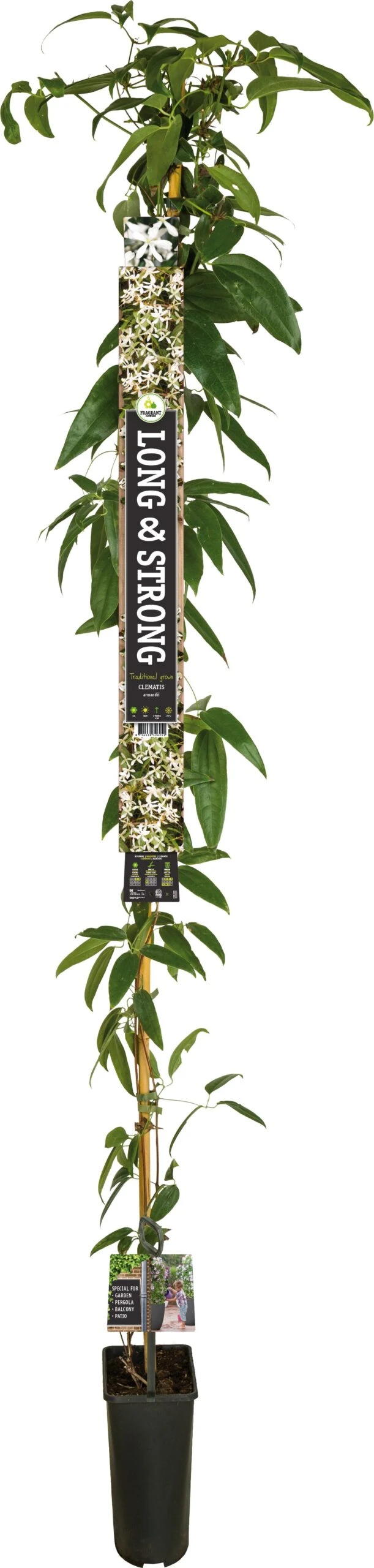 Groenblijvende Bosrank (Clematis Armandii) D 23 H 210 Cm 3 Groenblijvende Bosrank (Clematis Armandii) D 23 H 210 Cm