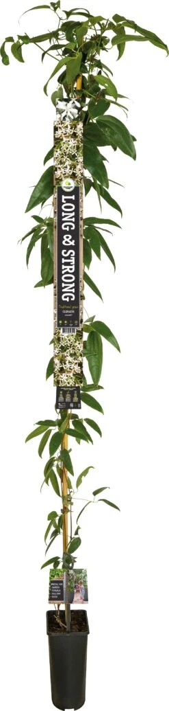 Groenblijvende Bosrank (Clematis Armandii) D 23 H 210 Cm 5 Groenblijvende Bosrank (Clematis Armandii) D 23 H 210 Cm -Talen Tools Winkel 8714339326251 1 1