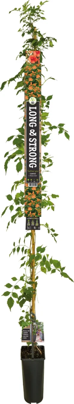 Trompetbloem (Campsis Tagliabuana 'Madame Galen') D 23 H 210 Cm -Talen Tools Winkel 8714339326459 1 1 scaled