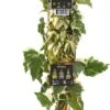 Klimop (Hedera Algeriensis 'Gloire De Marengo') D 23 H 210 Cm -Talen Tools Winkel 8714339326558