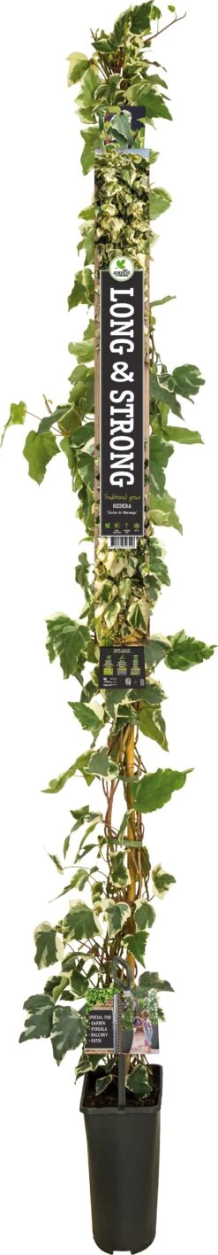 Klimop (Hedera Algeriensis 'Gloire De Marengo') D 23 H 210 Cm