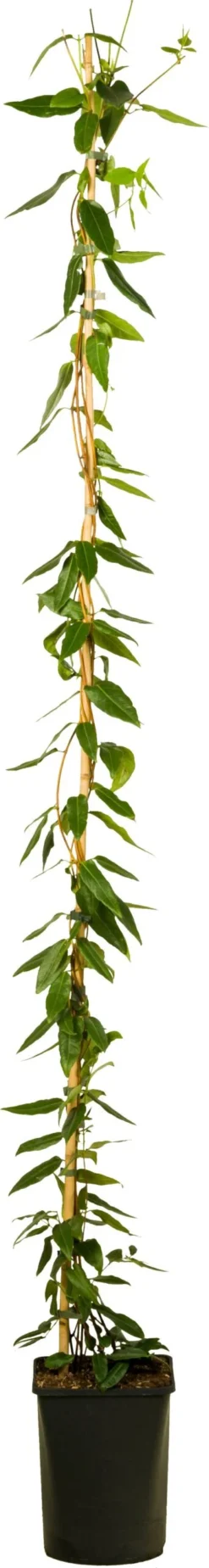 Kamperfoelie (Lonicera Henryi 'Copper Beauty') D 23 H 210 Cm