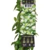 Toscaanse Jasmijn (Trachelospermum Jasminoides) D 23 H 210 Cm 2 Toscaanse Jasmijn (Trachelospermum Jasminoides) D 23 H 210 Cm -Talen Tools Winkel 8714339327654