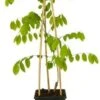 Blauwe Regen (Wisteria Sinensis 'Prolific') D 23 H 210 Cm -Talen Tools Winkel 8714339327753 1