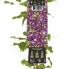Bosrank (Clematis 'Jackmanii Purpurea') D 23 H 210 Cm -Talen Tools Winkel 8714339328057