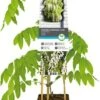 Blauwe Regen (Wisteria Floribunda 'Alba') D 23 H 210 Cm 2 Blauwe Regen (Wisteria Floribunda 'Alba') D 23 H 210 Cm -Talen Tools Winkel 8714339328651
