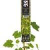 Pitloze Witte Druif (Vitis Vinifera 'Millennium') D 23 H 210 Cm -Talen Tools Winkel 8714339328958 1