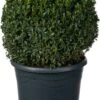Buxus (Buxus Sempervirens) D 30 H 30 Cm -Talen Tools Winkel 8717191050227 0