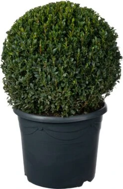 Buxus (Buxus Sempervirens) D 30 H 30 Cm