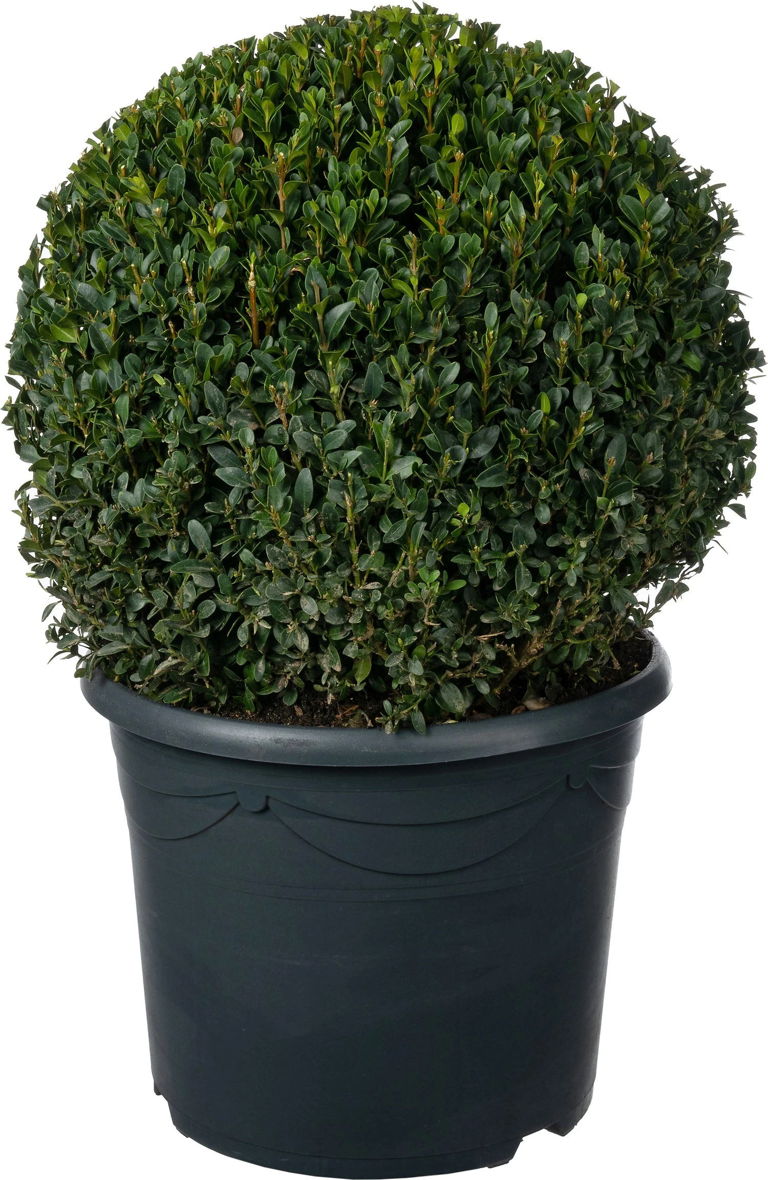 Buxus (Buxus Sempervirens) D 30 H 30 Cm 3 Buxus (Buxus Sempervirens) D 30 H 30 Cm