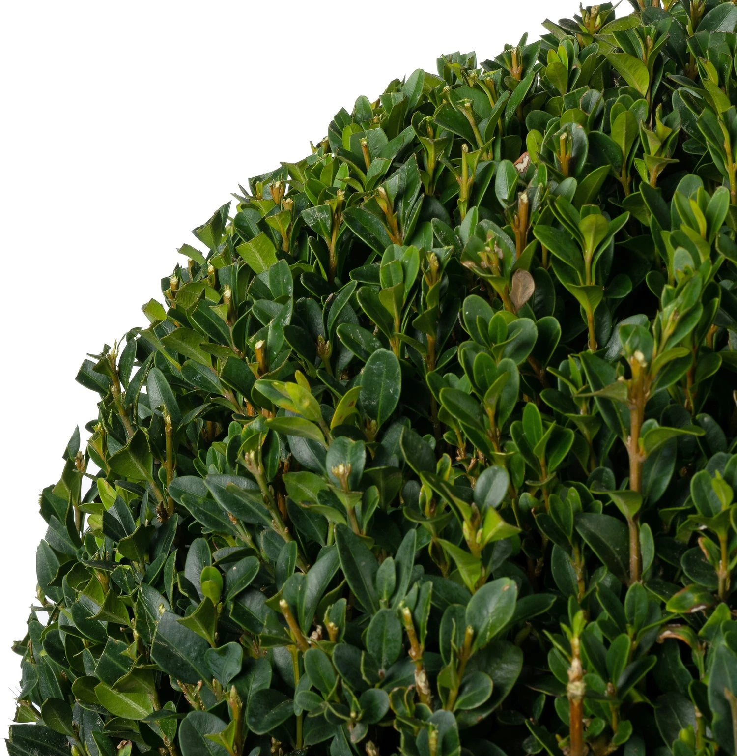 Buxus (Buxus Sempervirens) D 30 H 30 Cm 4 Buxus (Buxus Sempervirens) D 30 H 30 Cm - Afbeelding 2
