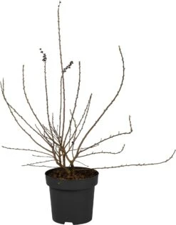 Parelstruik (Exochorda Racemosa 'Niagara') D 30 H 60 Cm