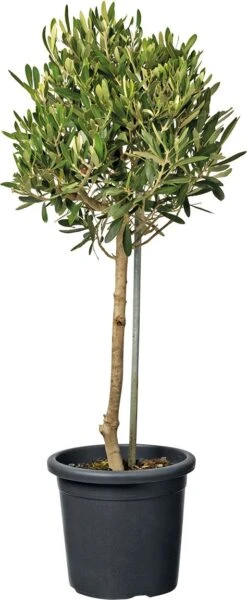 Olijfboom (Olea) D 18 H Cm
