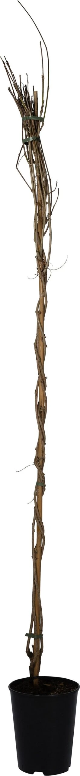 Blauwe Regen (Wisteria Floribunda 'Shiro-Noda') D 23 H 210 Cm 3 Blauwe Regen (Wisteria Floribunda 'Shiro-Noda') D 23 H 210 Cm