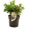 Escallonia (Escallonia Laevis 'Pink Elle') D 19 H 30 Cm -Talen Tools Winkel 8717191203364