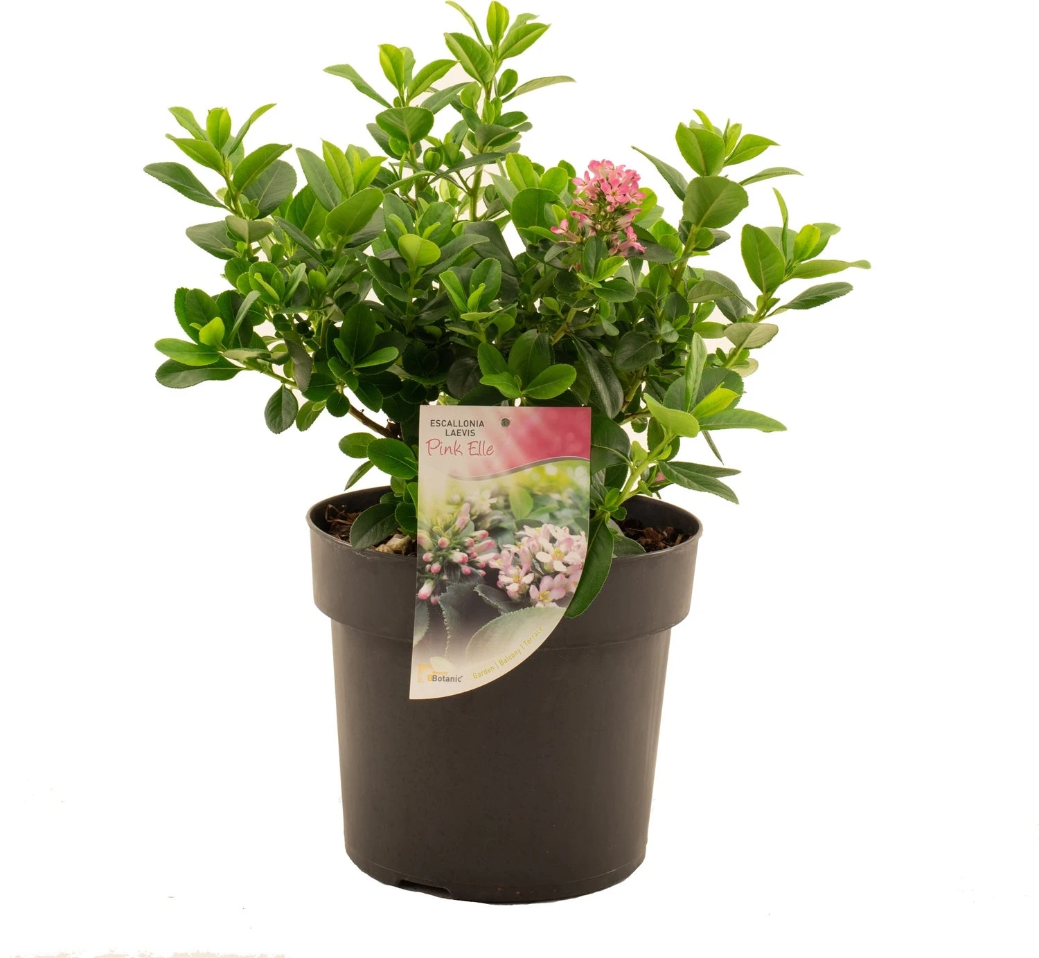 Escallonia (Escallonia Laevis 'Pink Elle') D 19 H 30 Cm 3 Escallonia (Escallonia Laevis 'Pink Elle') D 19 H 30 Cm