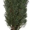 Dwergcipres (Chamaecyparis Lawsoniana 'Ellwoods Pillar') D 17 H 25 Cm