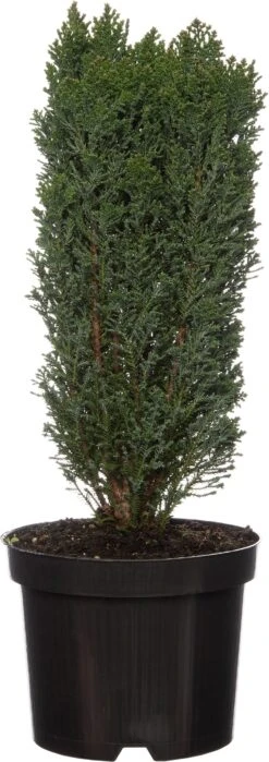 Dwergcipres (Chamaecyparis Lawsoniana 'Ellwoods Pillar') D 17 H 25 Cm