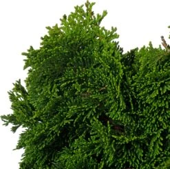 Dwergcipres (Chamaecyparis Obtusa 'Nana Gracilis') D 23 H 30 Cm -Talen Tools Winkel 8717191219716 1