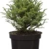Japanse Ceder (Cryptomeria Japonica 'Vilmorin Gold') D 17 H 15 Cm -Talen Tools Winkel 8717191222914 3 1