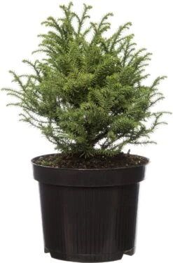 Japanse Ceder (Cryptomeria Japonica 'Vilmorin Gold') D 17 H 15 Cm