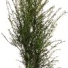 Taxus (Taxus Baccata) D 21 H 60 Cm -Talen Tools Winkel 8717191229524 1